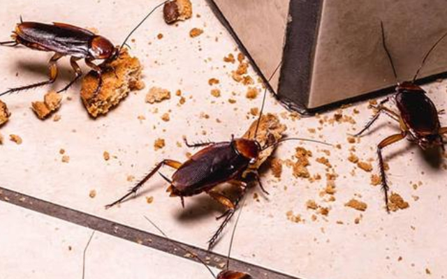 cockroach image