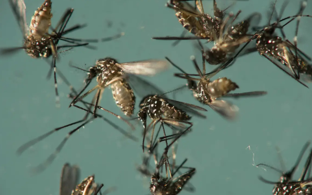 mosquito image