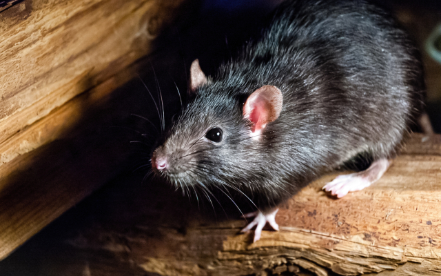 rat image